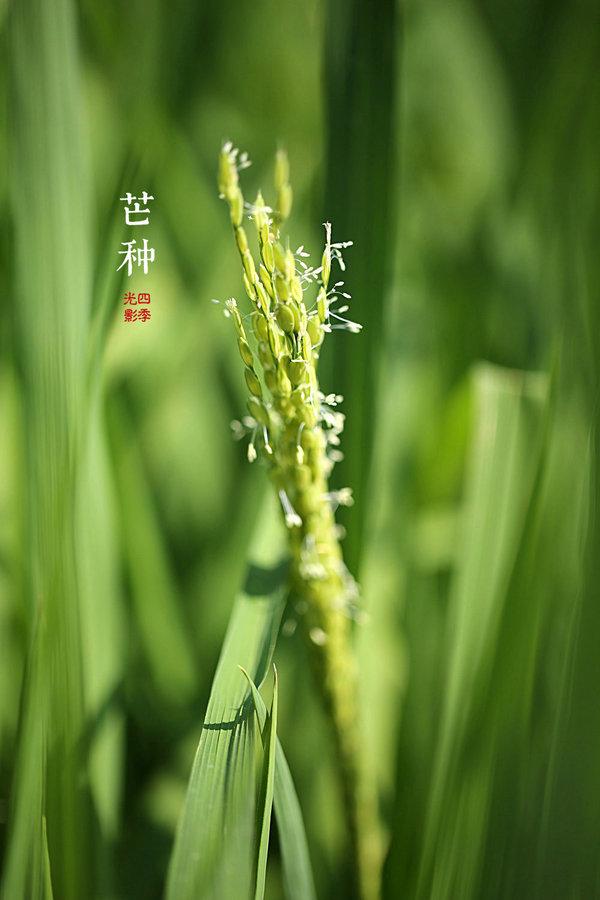 【芒种】连雨不知春去一晴方觉夏深——清晨雨