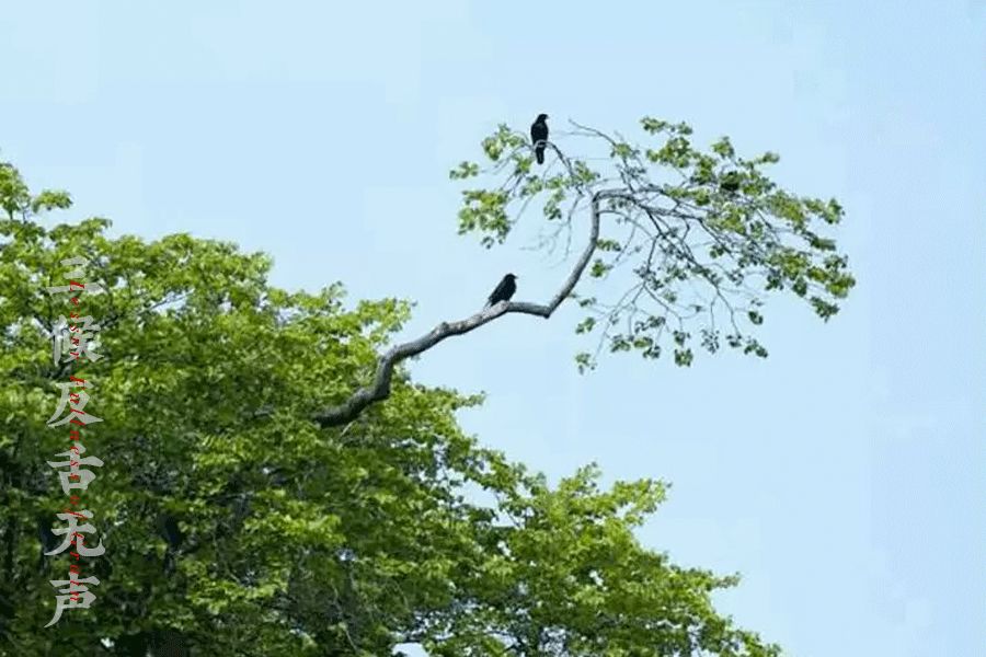 【芒种】连雨不知春去一晴方觉夏深——清晨雨