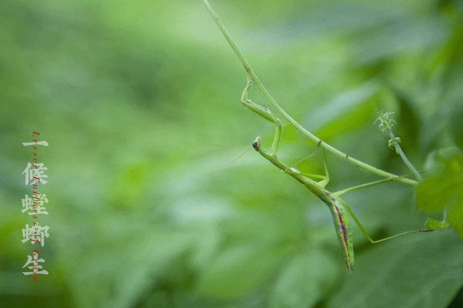 【芒种】连雨不知春去一晴方觉夏深——清晨雨